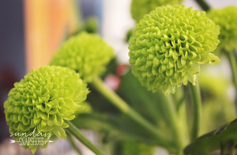 Sunday Snapshots, button mums from Vaillant Florist Thunder Bay | Alex Inspired