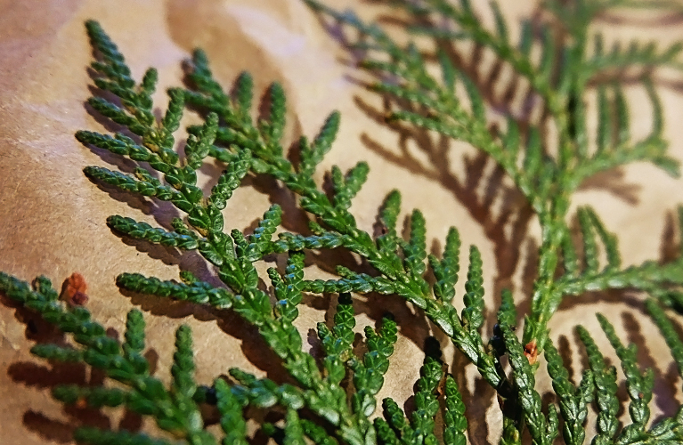 Cedar Branches | Alex Inspired