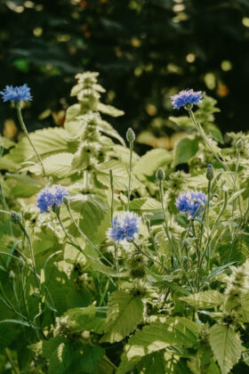 Alex Inspired - Summer - Blue flowers