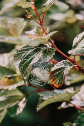 Alex Inspired Summer - Cobwebs