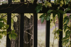 Alex Inspired Summer - Cobwebs